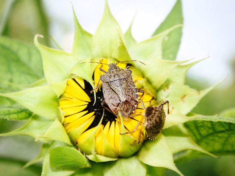 Plant Trap Crops to Lure Bugs Away Plant Trap Crops to Lure Bugs Away