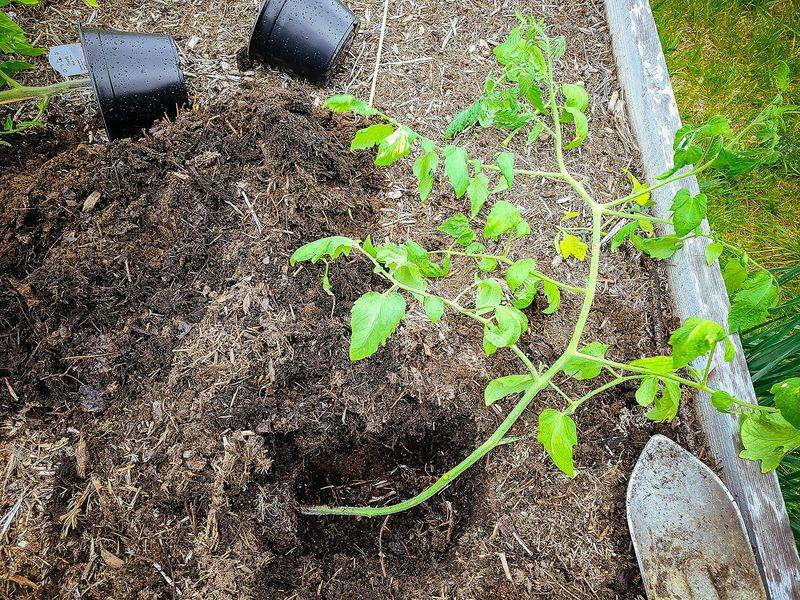 Plant a leggy tomato deeper at transplanting