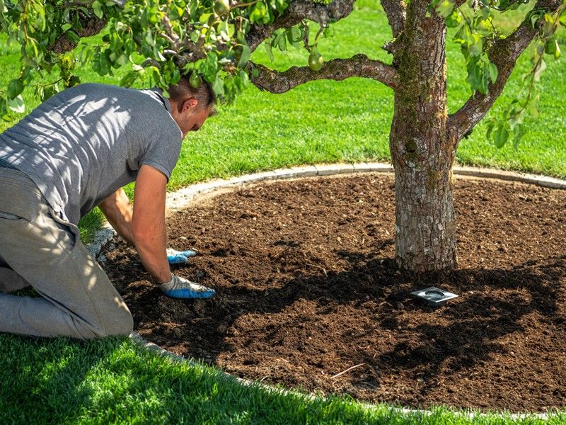 Plant at soil level and keep the root zone watered