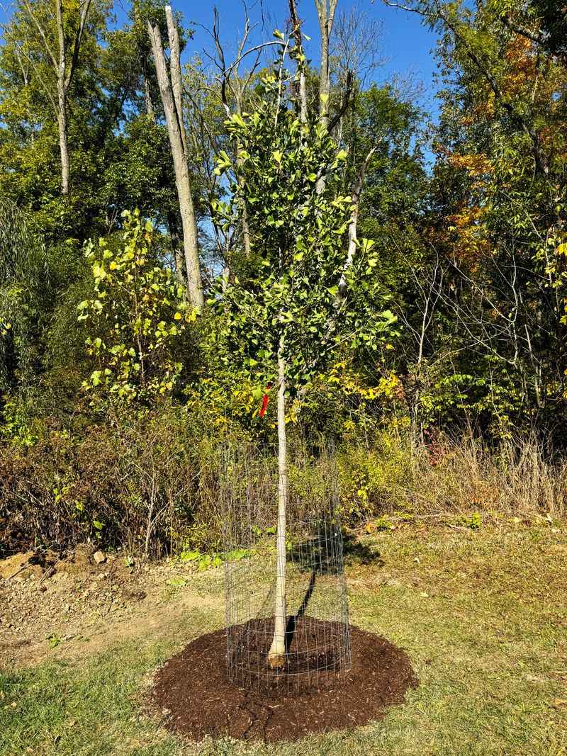 Plant carefully if local conditions support proceeding
