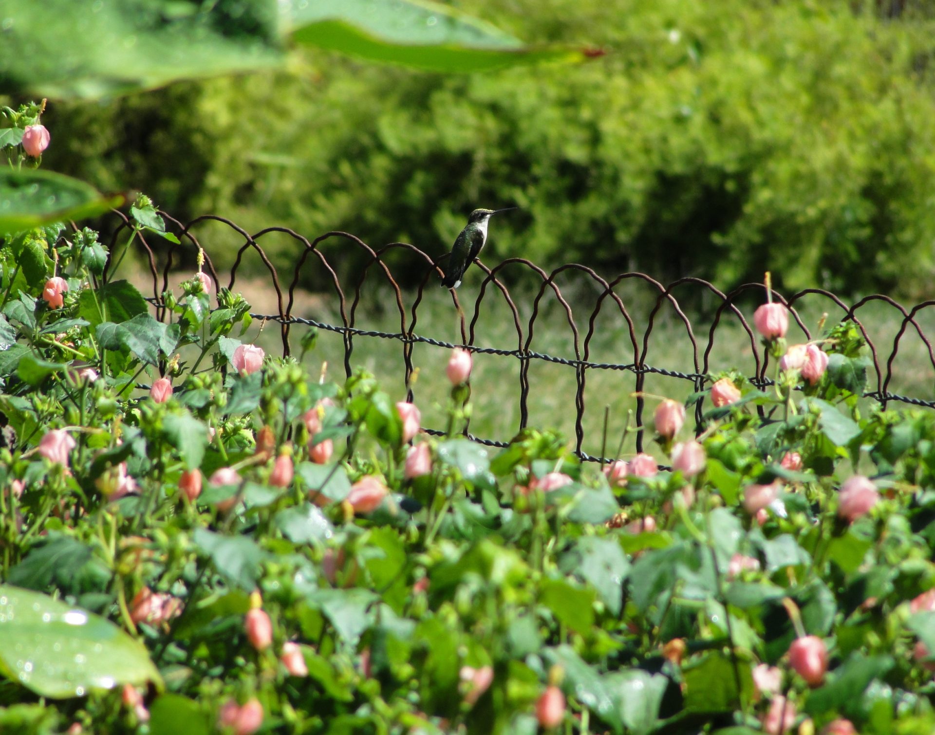 Plant for feeding visits, not a longer stay