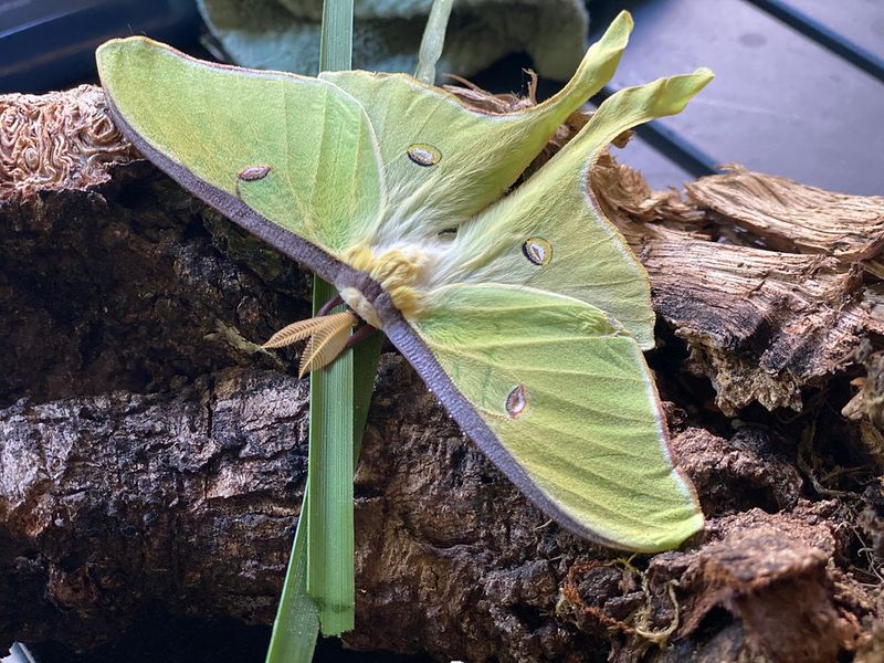 Plant for habitat, not a guaranteed moth sighting Plant for habitat, not a guaranteed moth sighting