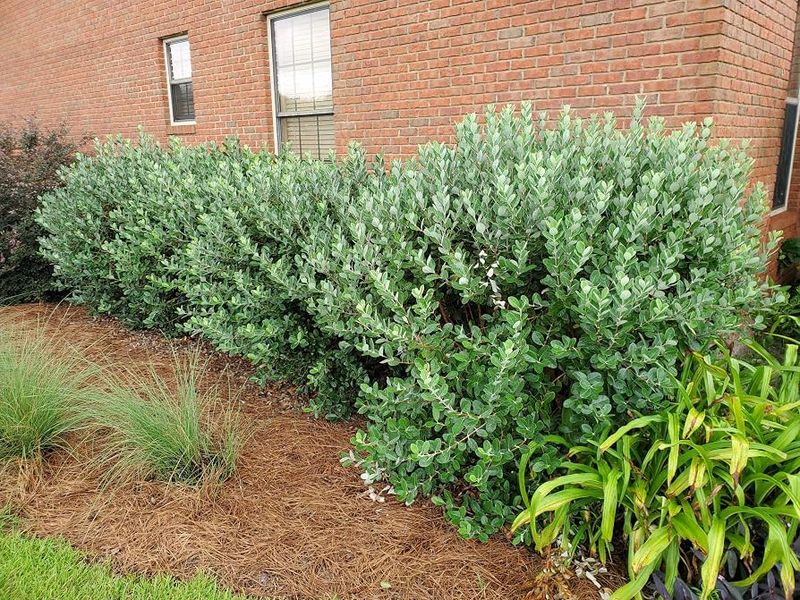 Plant for the landscape first and let fruit be the bonus
