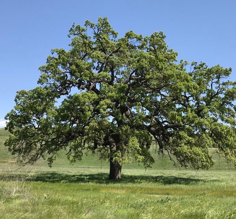 Plant for the long term, not a five-year forecast