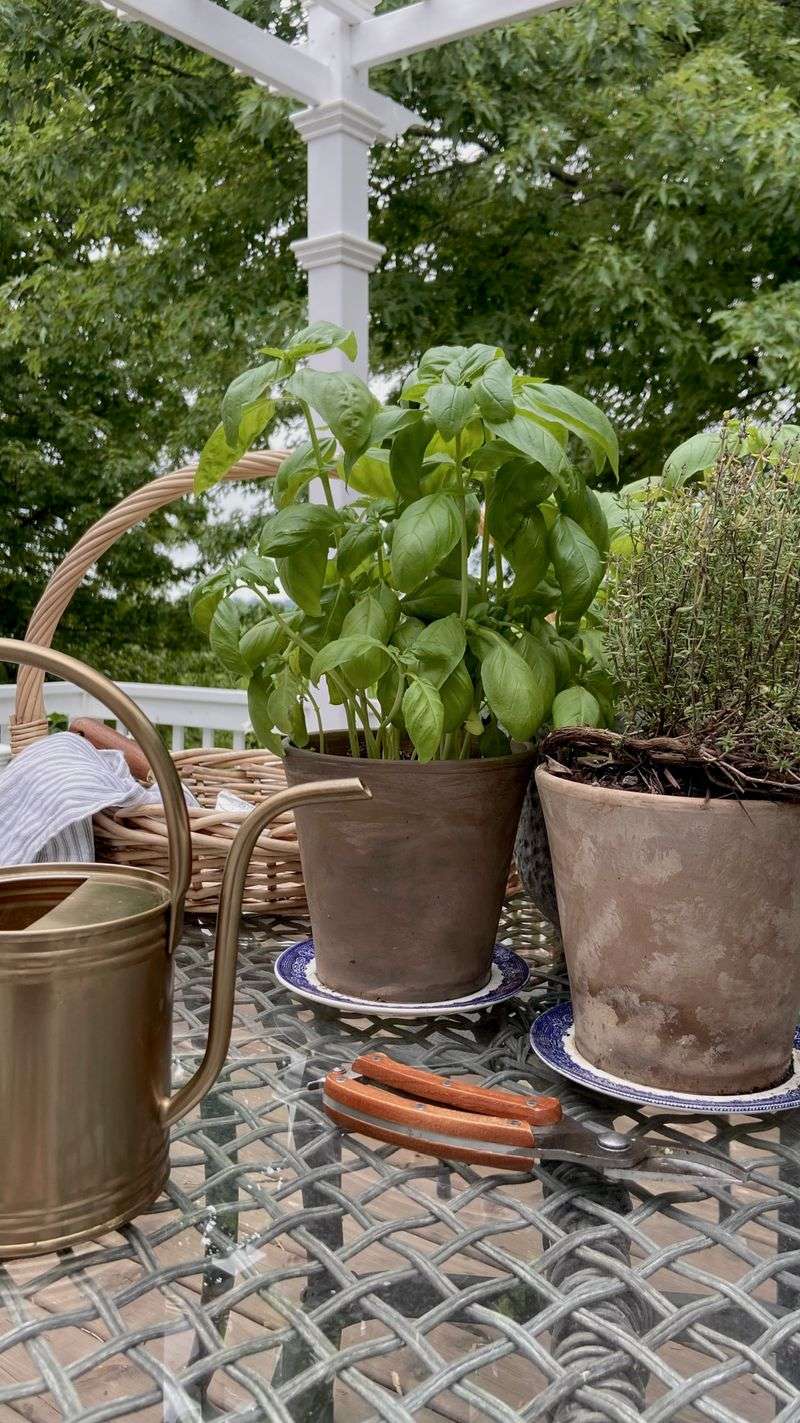Plant in Fall and Harvest as Needed