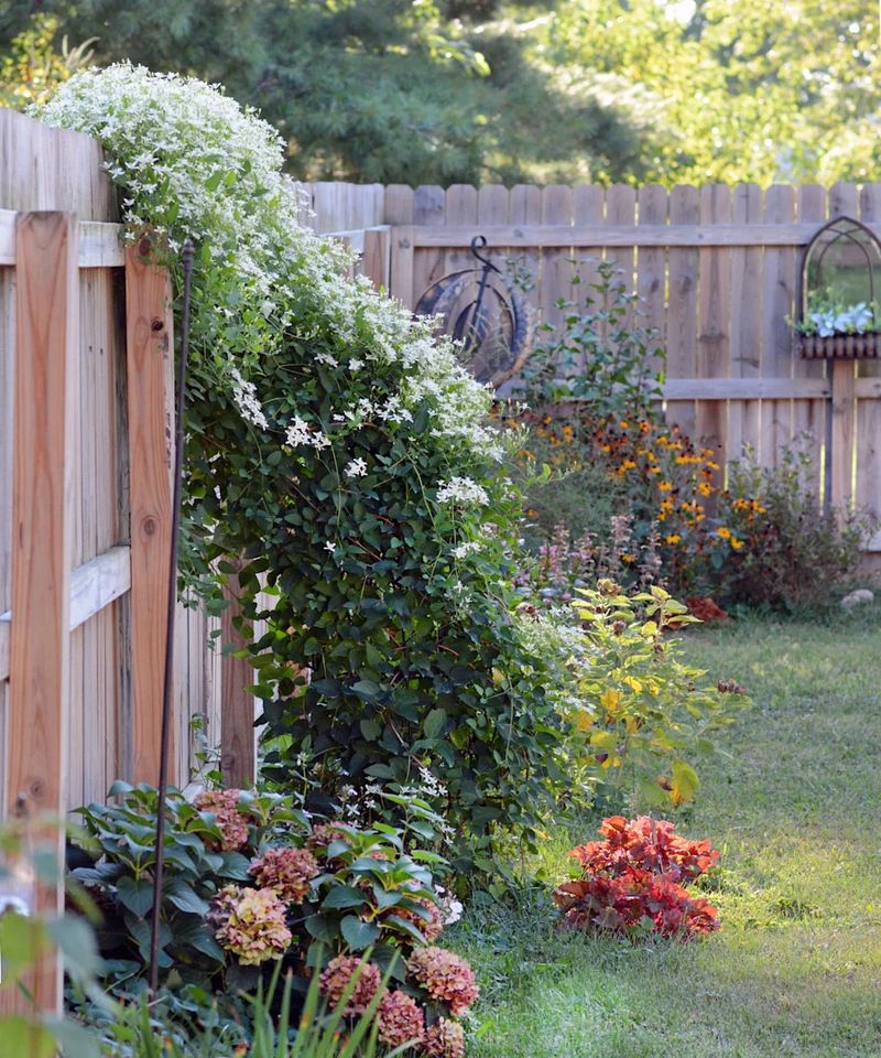 Plant in fall to allow time for establishment Plant in fall to allow time for establishment