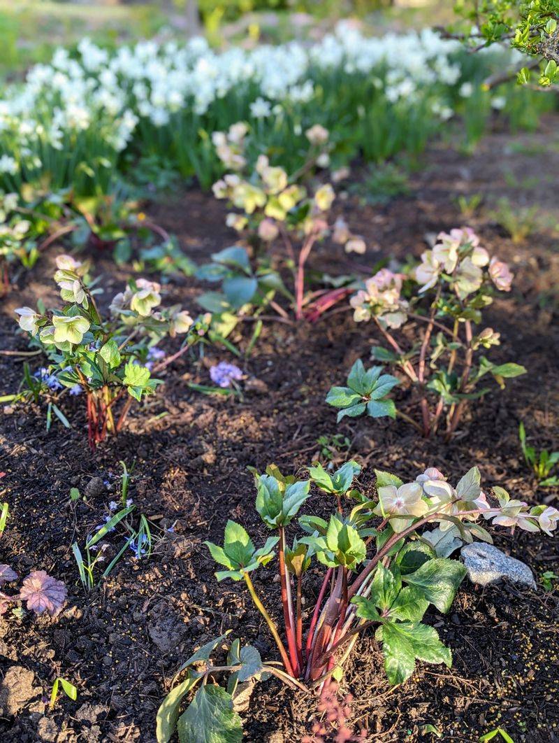 Plant in fall when conditions still allow establishment