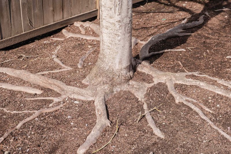 Plant into gaps without cutting through oak roots Plant into gaps without cutting through oak roots
