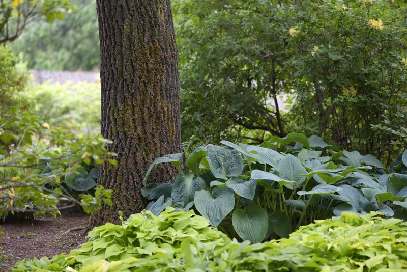 Plant lightly around tree roots