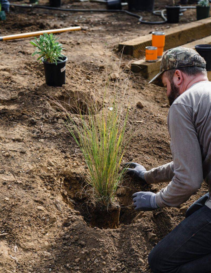 Plant nursery-grown natives with the site in mind Plant nursery-grown natives with the site in mind