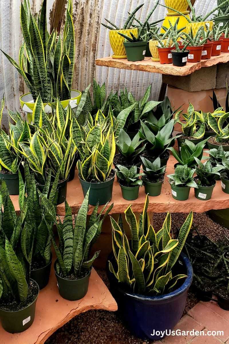 Plant several rooted offsets together in a draining pot