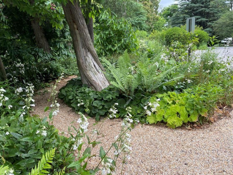 Plant small starts while protecting tree roots Plant small starts while protecting tree roots