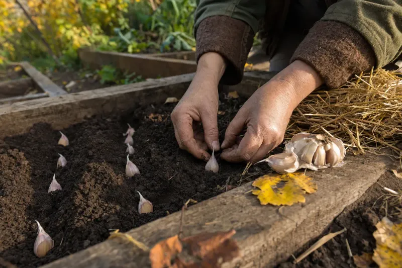 Plant sound cloves in a sunny, well-drained bed Plant sound cloves in a sunny, well-drained bed