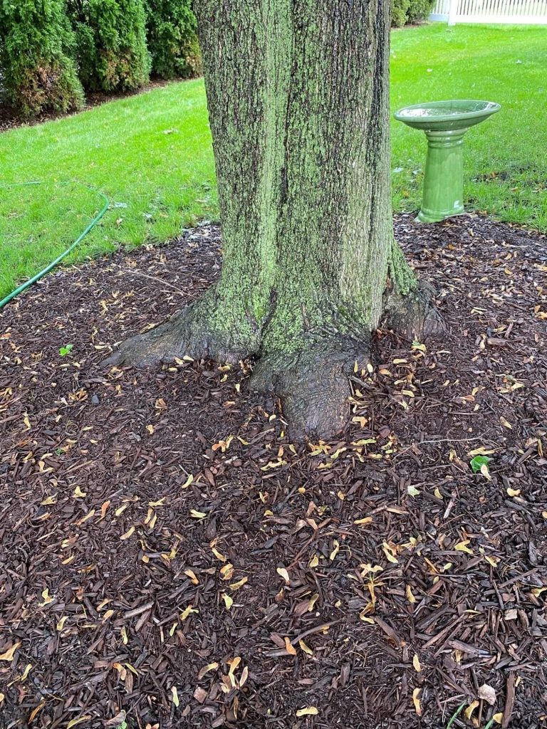 Plant the root ball at the right depth Plant the root ball at the right depth