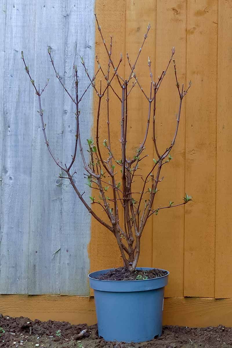Plant wide, shallow, and water through establishment