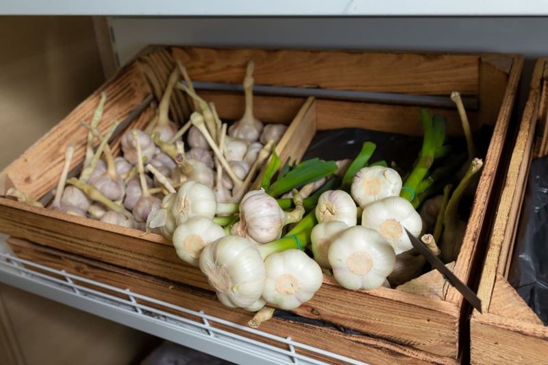 Planting Grocery Store Garlic