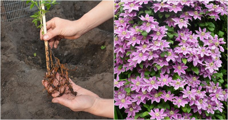 Planting Too Shallow