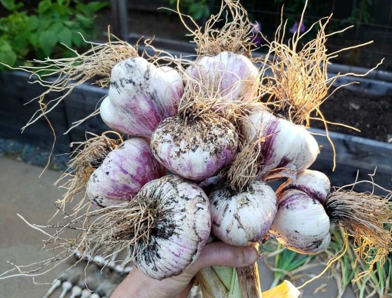 Planting Where Onions Grew Last Year
