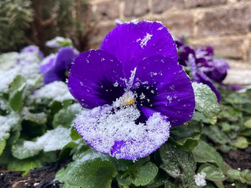 Planting Windows by NC Region