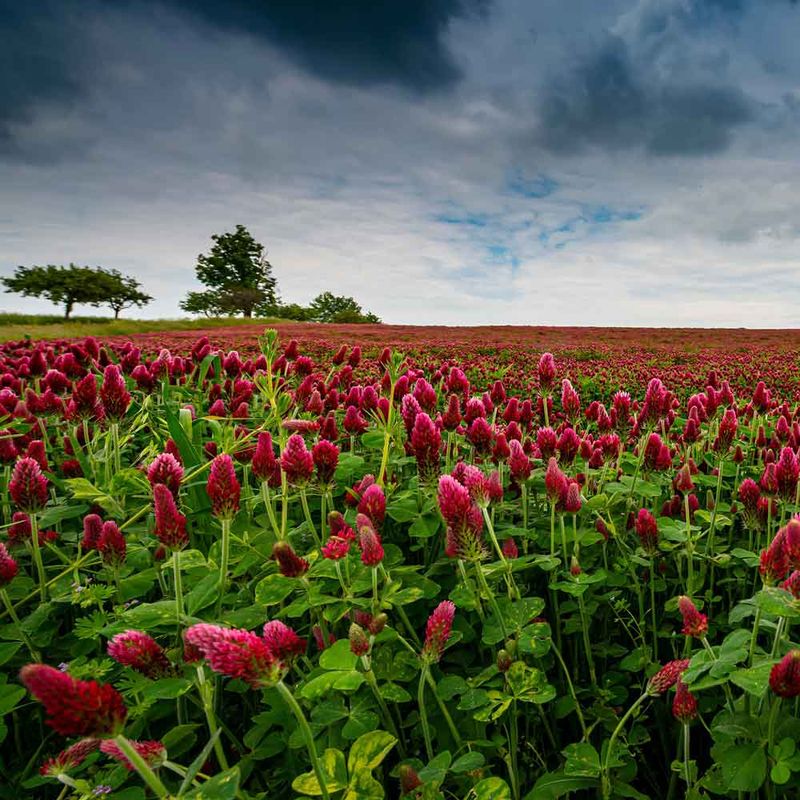 Planting dates depend on where you garden