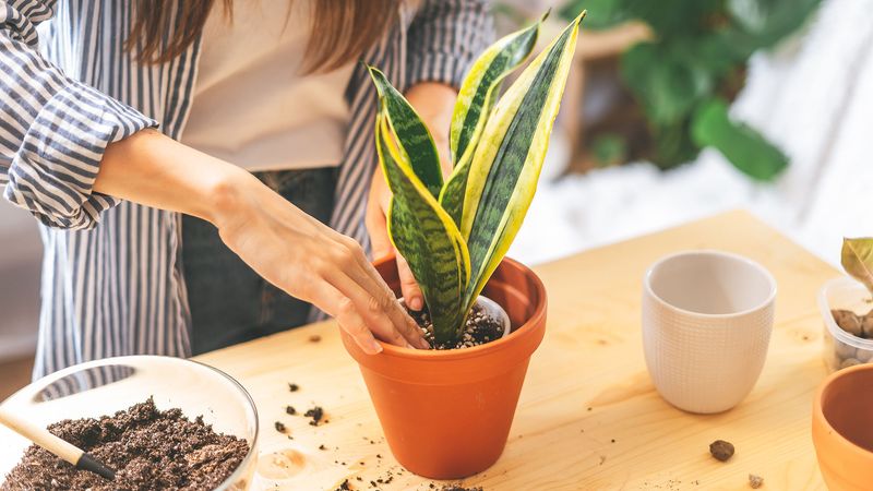 Planting in Heavy, Dense Soil Planting in Heavy, Dense Soil