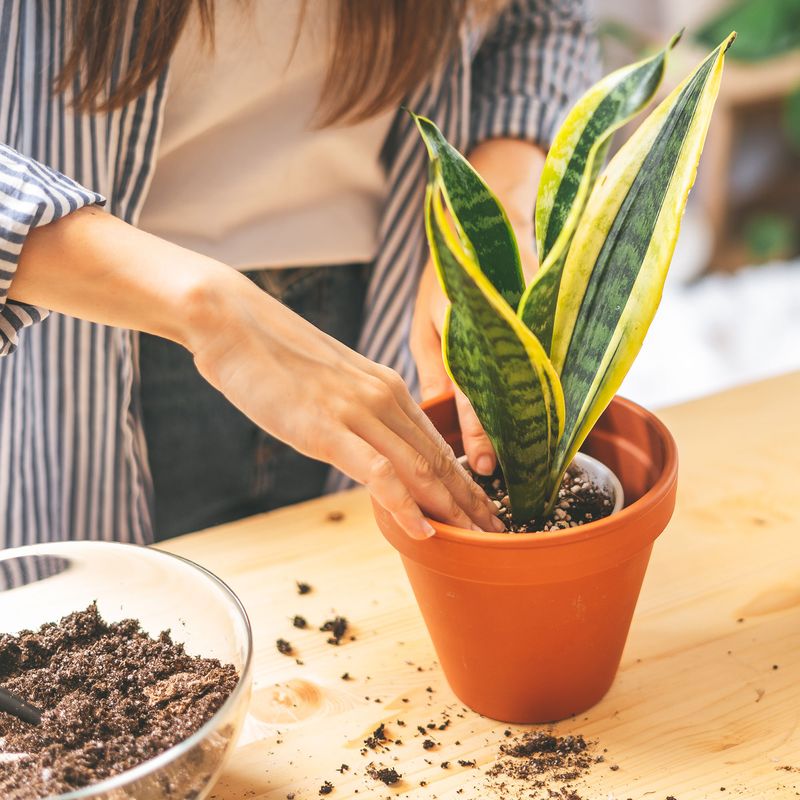 Planting in Regular Potting Soil Planting in Regular Potting Soil
