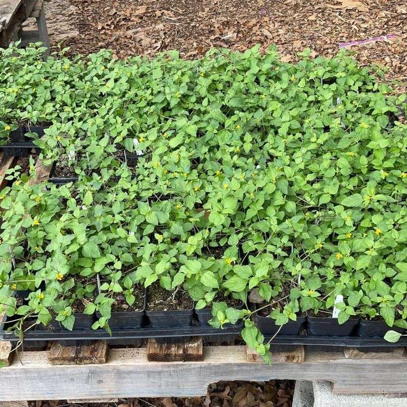 Planting requires establishment care Planting requires establishment care