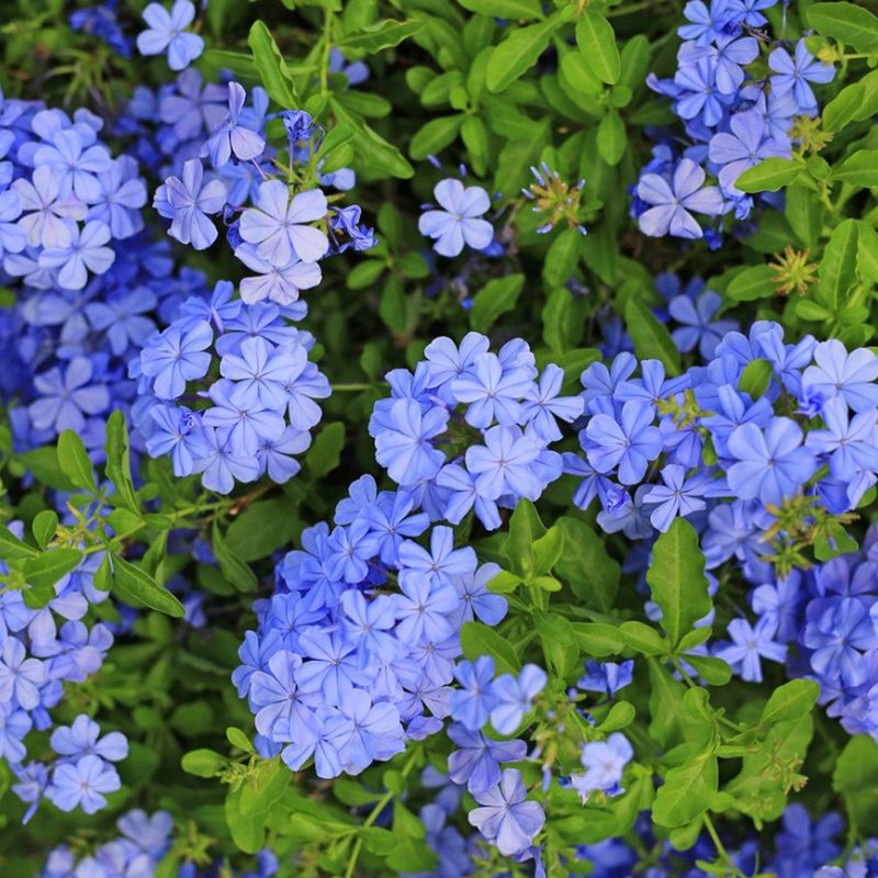 Plumbago