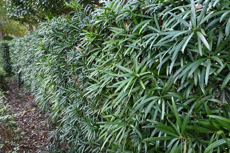 Podocarpus macrophyllus Podocarpus macrophyllus