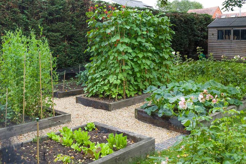 Pole Beans
