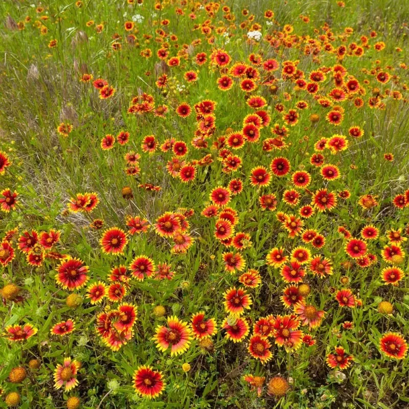Pollinating insects visit blanketflower blooms