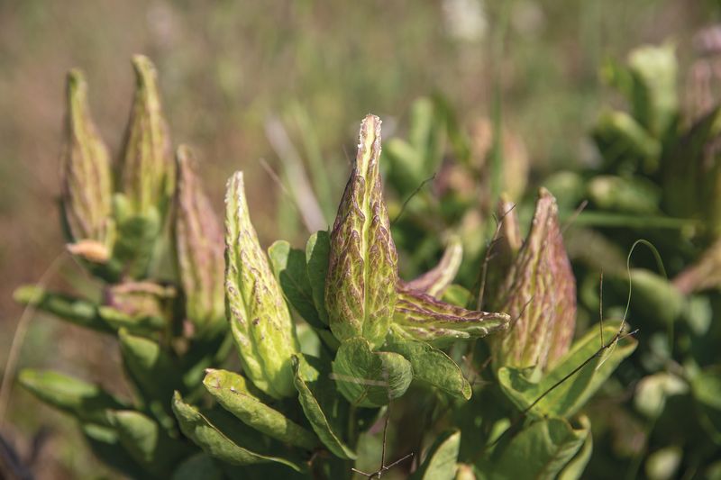 Pollinator and Monarch Group Milkweed Giveaways
