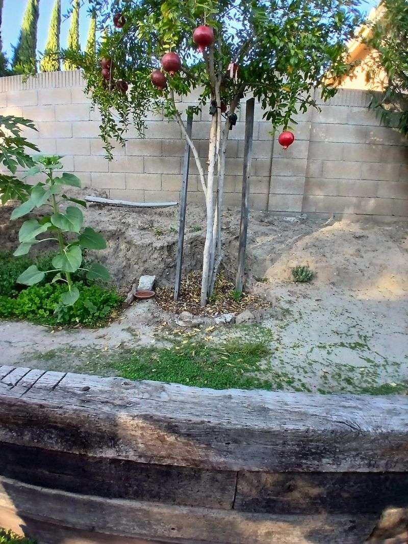 Pomegranate