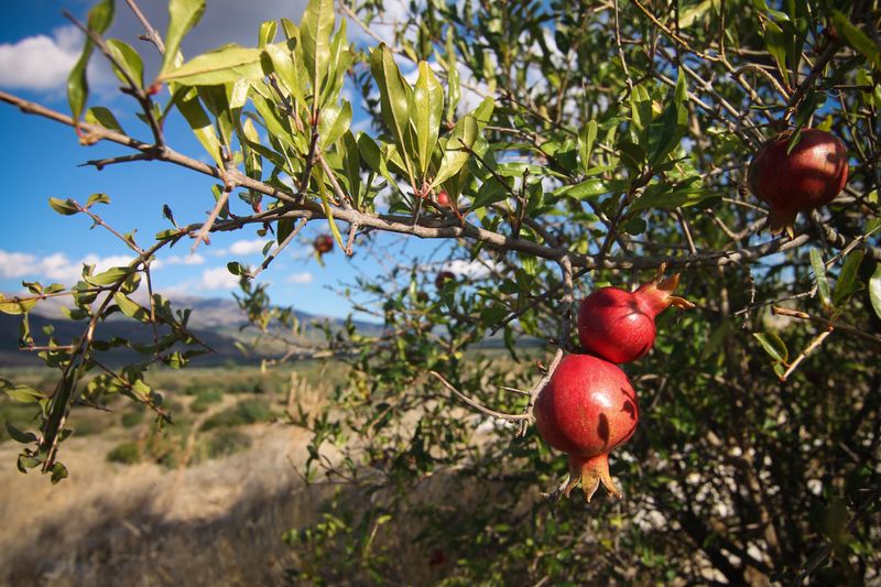 Pomegranates do not fruit on just one kind of wood