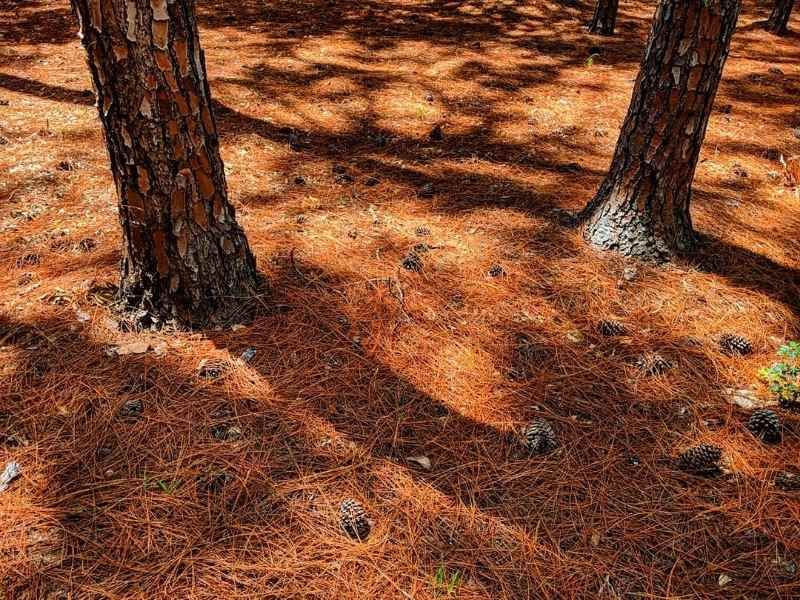 Poor growth beneath pines does not prove the needles caused it