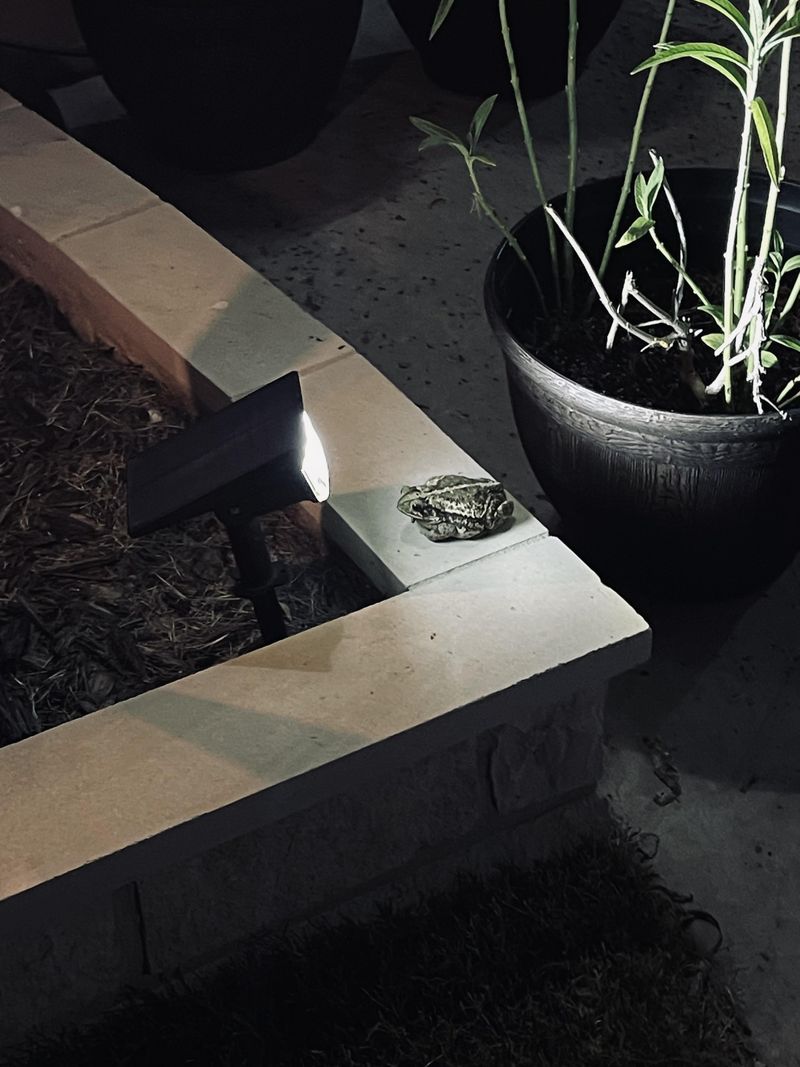 Porch lights can create a hunting opportunity
