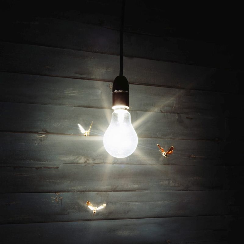 Porch lights draw the attention of light-attracted adults Porch lights draw the attention of light-attracted adults