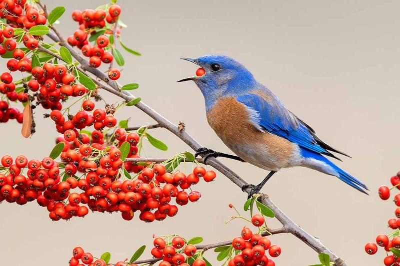 Possumhaw Holly