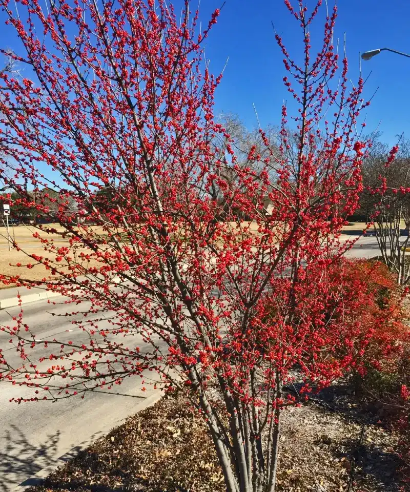 Possumhaw Holly
