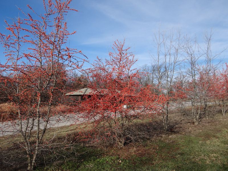 Possumhaw