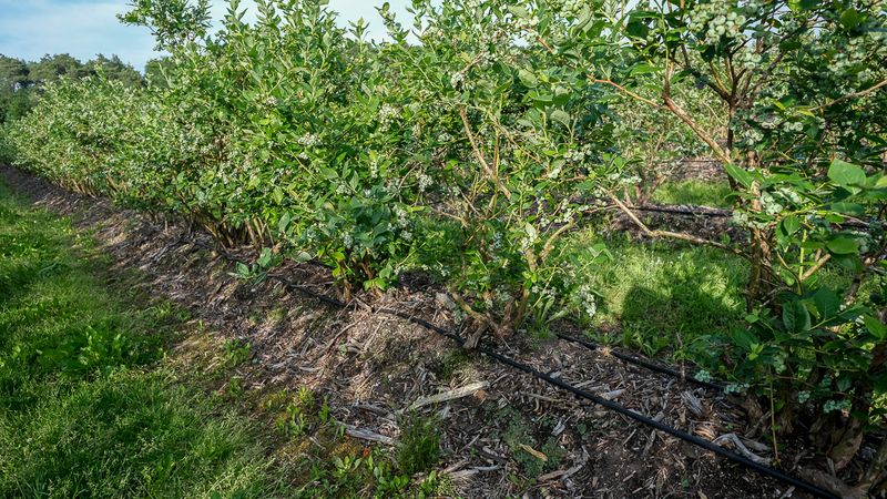 Postharvest feeding does not mean feeding in late fall