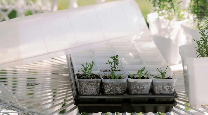 Pot Them Up Without Fuss Pot Them Up Without Fuss
