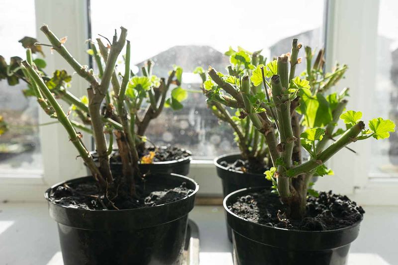 Pot and Prune for Indoor Life Pot and Prune for Indoor Life