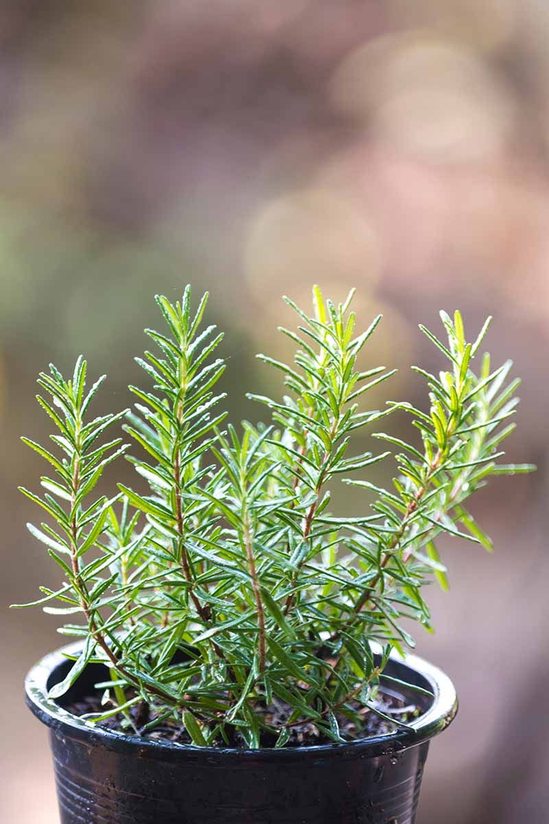 Pot rooted cuttings and acclimate them gradually Pot rooted cuttings and acclimate them gradually