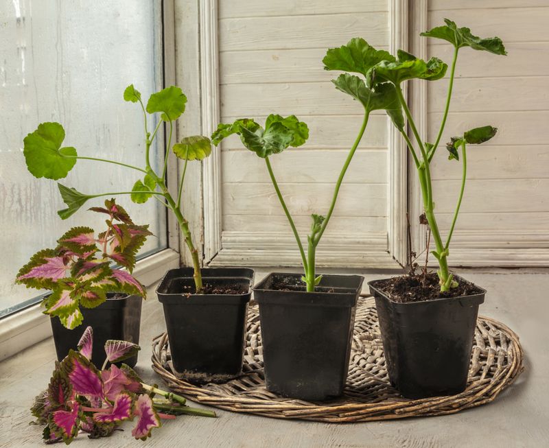 Pot rooted cuttings and carry them through winter