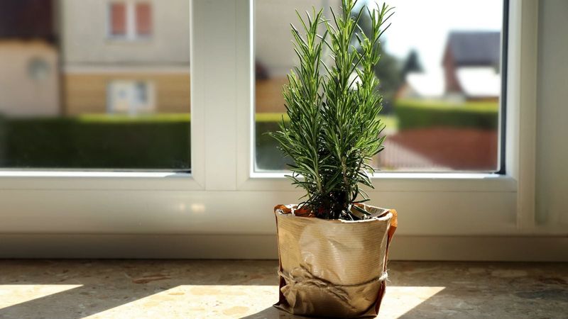 Pot rooted cuttings and give them strong light Pot rooted cuttings and give them strong light