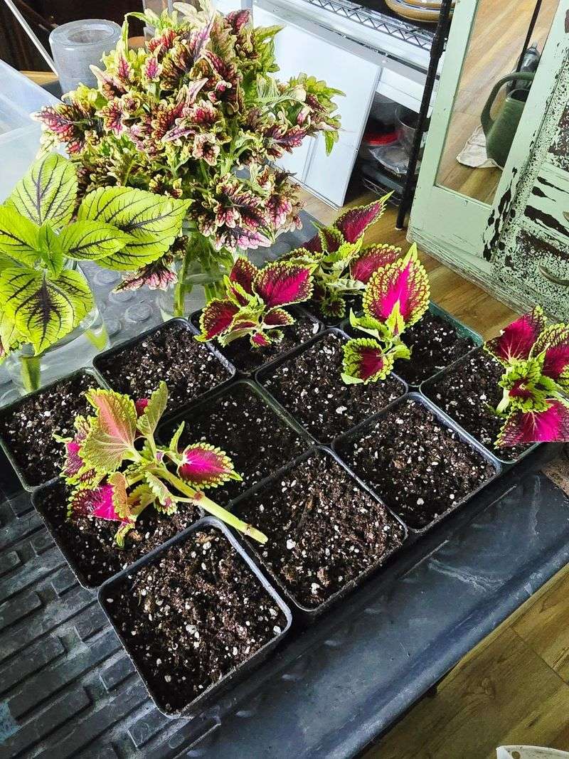 Pot the cutting when its roots reach 1–2 inches