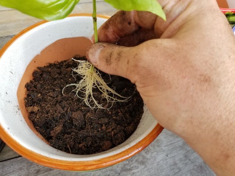 Pot the rooted cutting in a draining container Pot the rooted cutting in a draining container