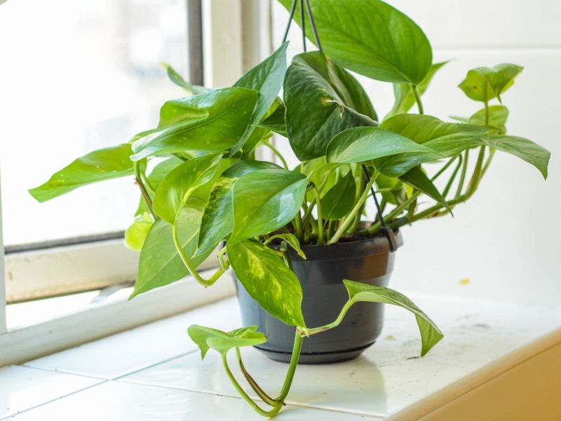 Pothos
