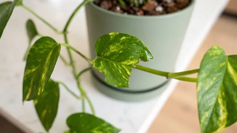 Pothos